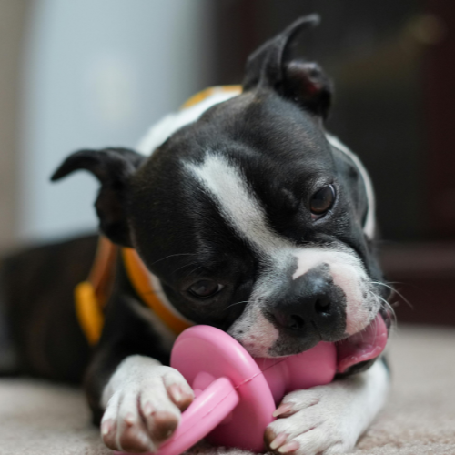 Toys & Enrichment