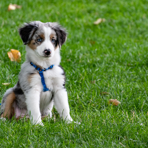 Collars, Leashes & Accessories
