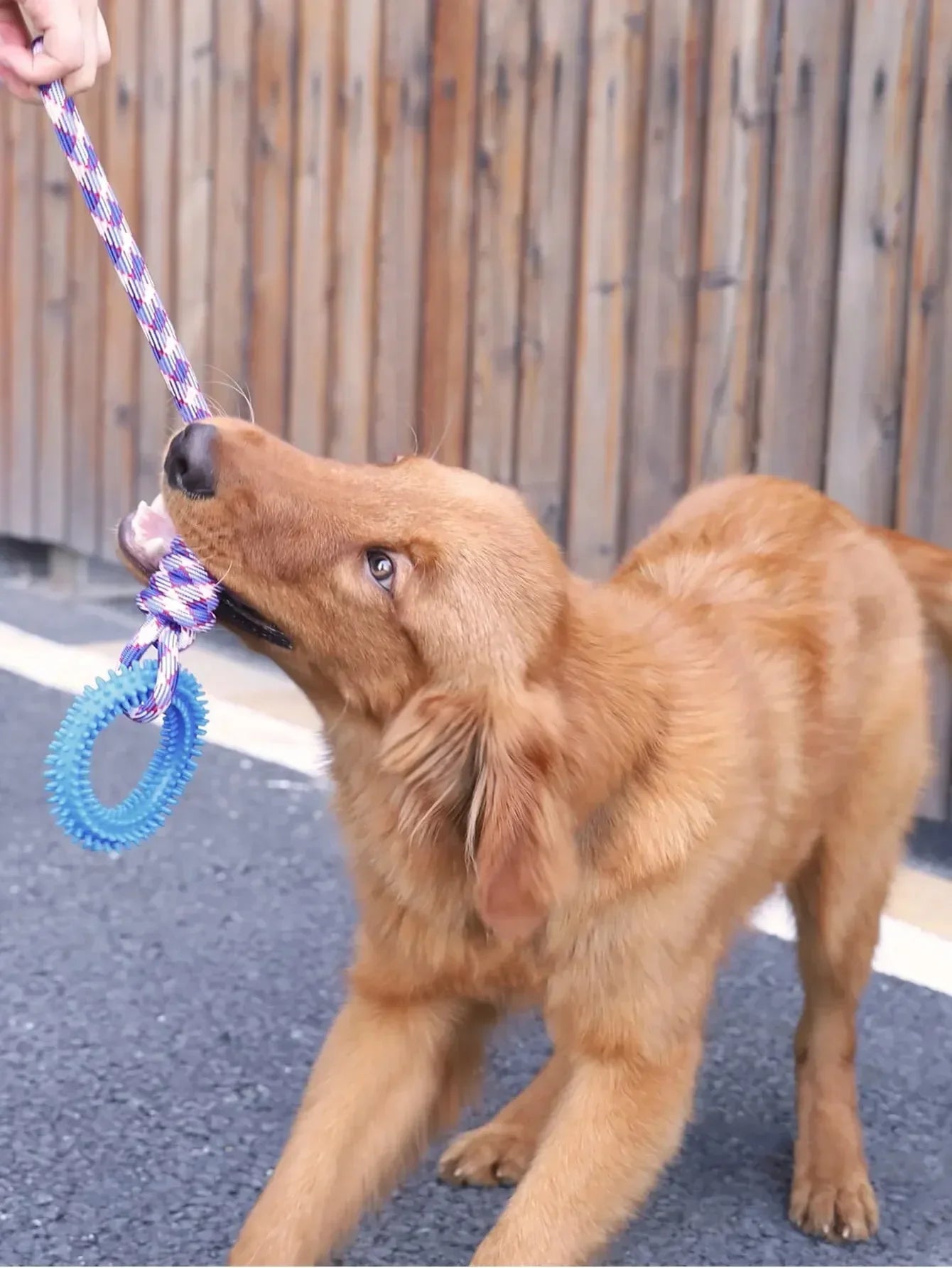 Interactive Pet Training Spiked Ring Rope Toy